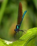 Male_Beautiful_Demoiselle